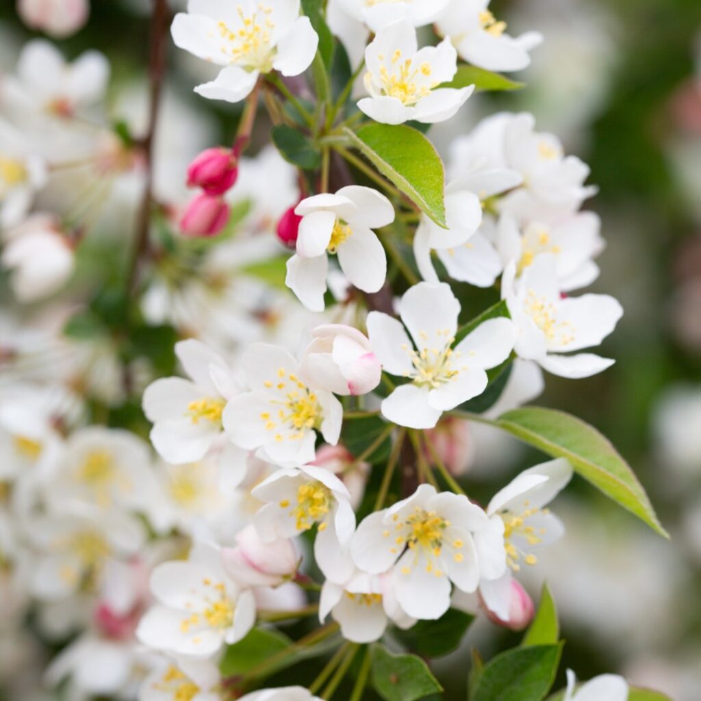 Malus toringo subsp. sargentii ‘Tina’ Patio Top Worked Crab Apple Tree 5038838019067 2